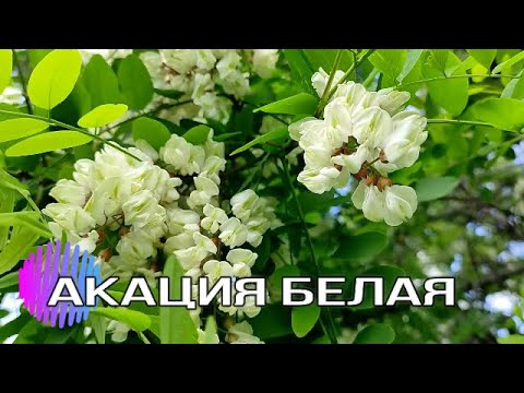 Цветы акации: польза, вред, рецепты с гороховником