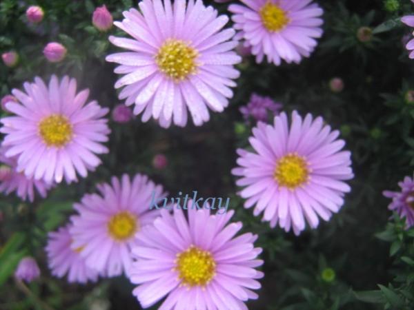 Астра крупнолистная (Aster macrophyllus ...