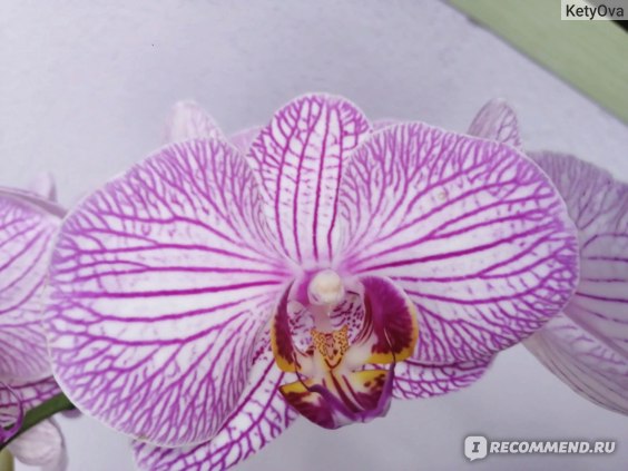 Орхидея Phalaenopsis Narbonne