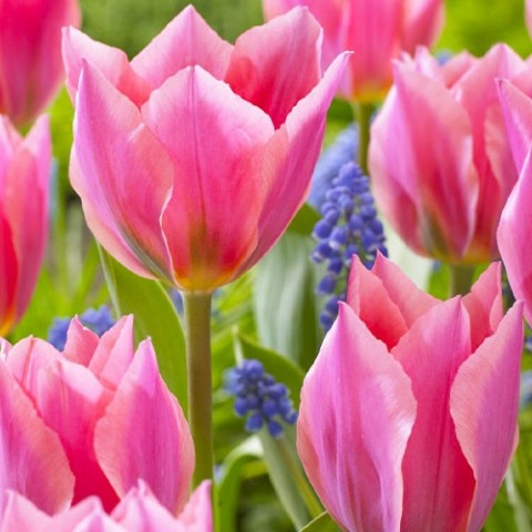 Tulipa 'Aafke', Tulpe 'Aafke' | RICOTER ...