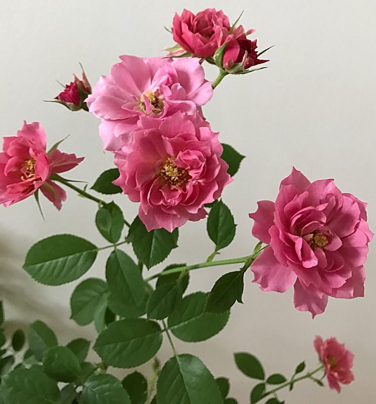 Beautiful pink (Aoi) rose in the garden Stock Photo | Adobe Stock