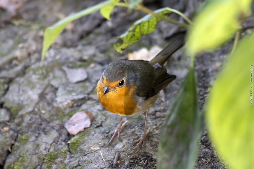 Зарянка (Erithacus rubecula). Птицы Сибири.