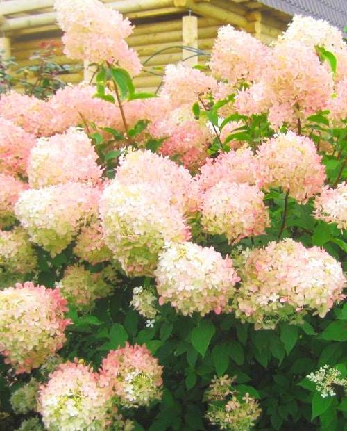 Гортензия метельчатая Вайтлайт (Hydrangea paniculata ...