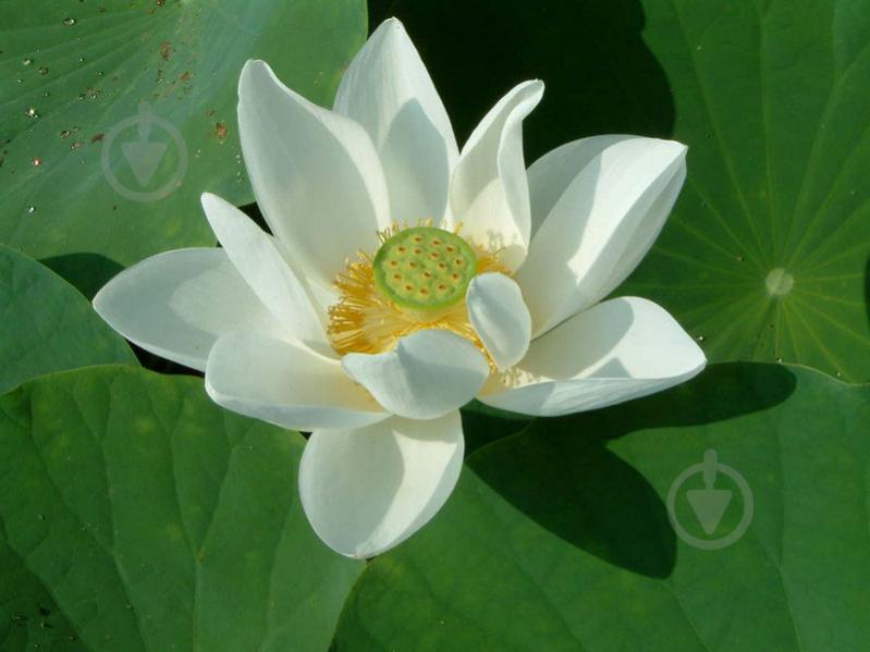 Лотос (Nelumbo, lotus, лотосы) | 