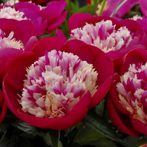 Discover Premium Zero Waste 'White Cap' Peony for a ...