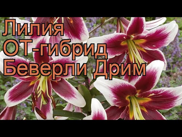 Лилия ОТ-Гибрид Ред Морнинг 12/14 (2шт) - Купить по выгодной ...