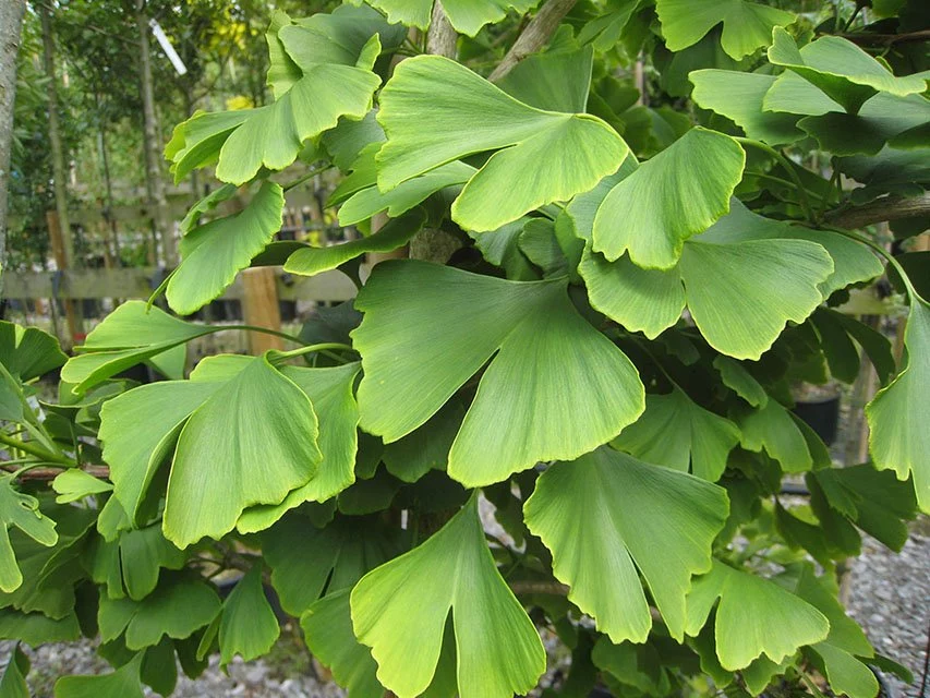 Гинкго билоба двулопастный, купить, Ginkgo biloba, Хвойные ...