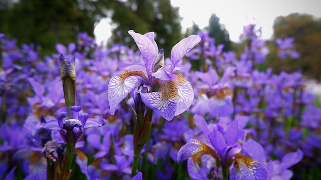 Ирис болотный Variegata: купить саженцы ириса в Украине ...