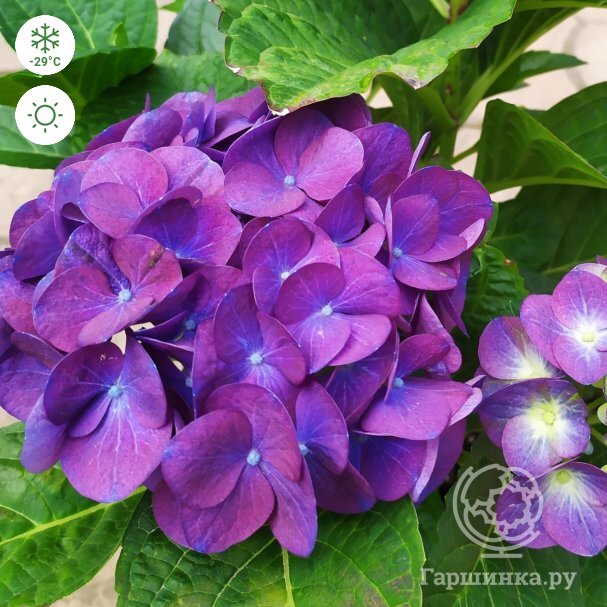 Гортензия крупнолистная Дива Фиоре~Hydrangea macrophylla ...