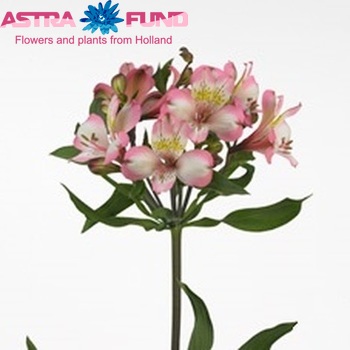 Alstroemeria (70 photos): types of ...