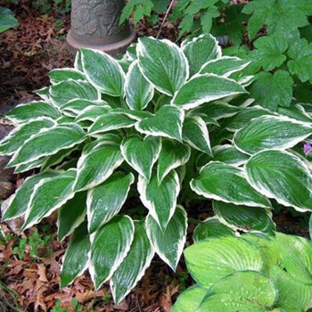 Hosta 'Kiwi Full Monty' – Pépinière Jasmin