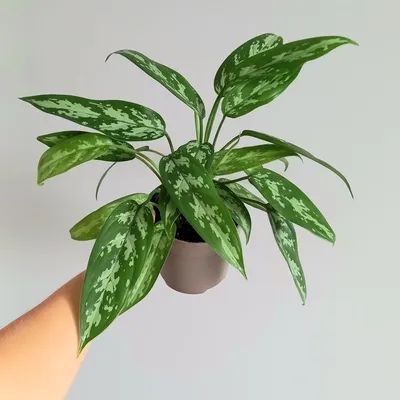 Аглаонема Silver Bay / Aglaonema 23.65 на заказ в Минске ...