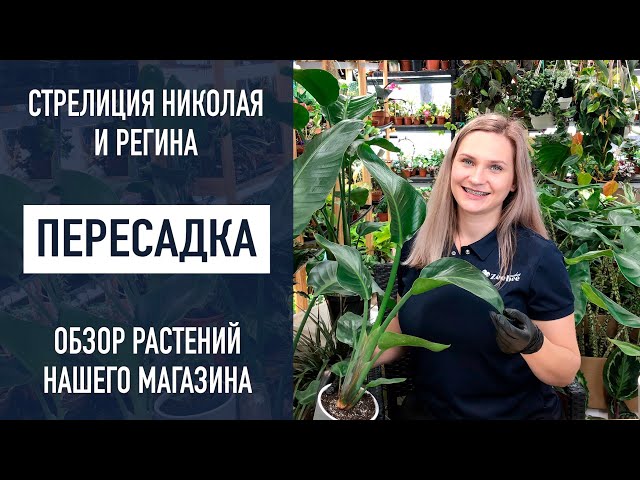 Strelitzia REGINAE (Стрелиция, Стрелитция): купить 2 семени c ...