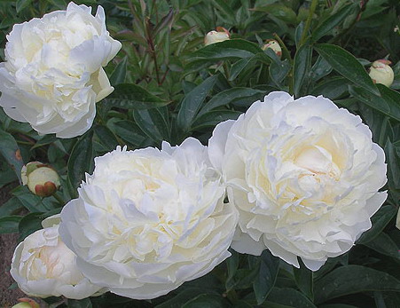 Paeonia Florence Nicholls Пион Флоренс ...