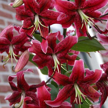 Lilium OT 'El Capitan' - Bilscy.info