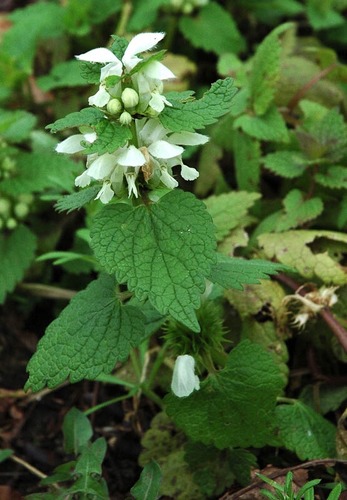 Декоративное Садовое Растение Plectranthus Scutellarioides ...