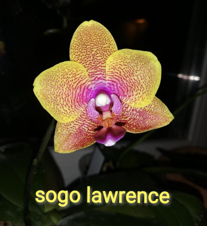 Распустились новые ОРХИДЕИ Sogo Lawrence, Sogo Vivien, Биг ...