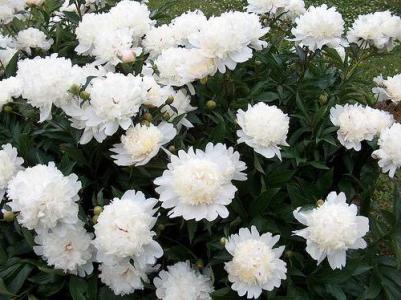 Paeonia Duchesse De Nemours ...