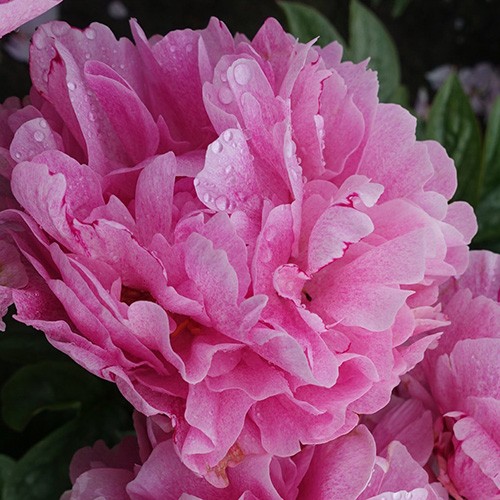 Paeonia x 'Pink Double Dandy' - Iseli ...