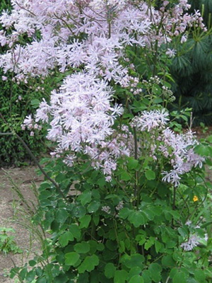 Thalictrum aquilegifolium ...