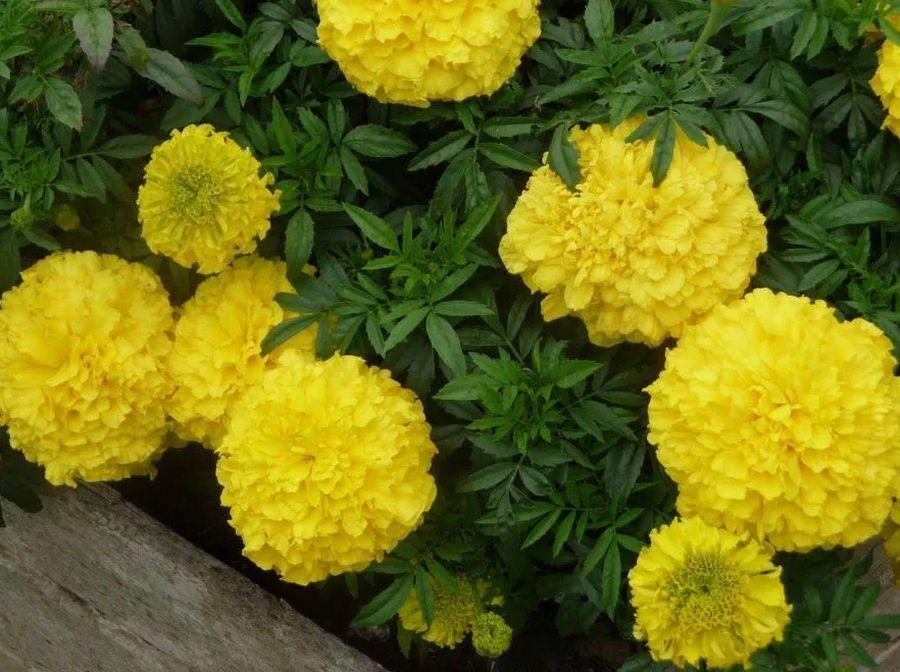 Tagetes. Sow the most beautiful tagetes ...