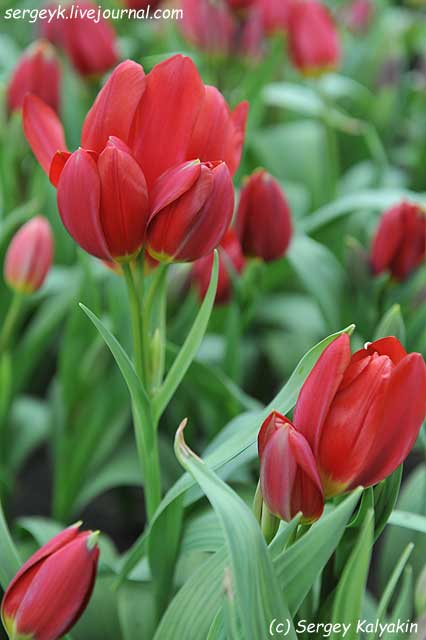 Charming Beauty Tulip Bulbs for Sale — Artemis Flower Farm