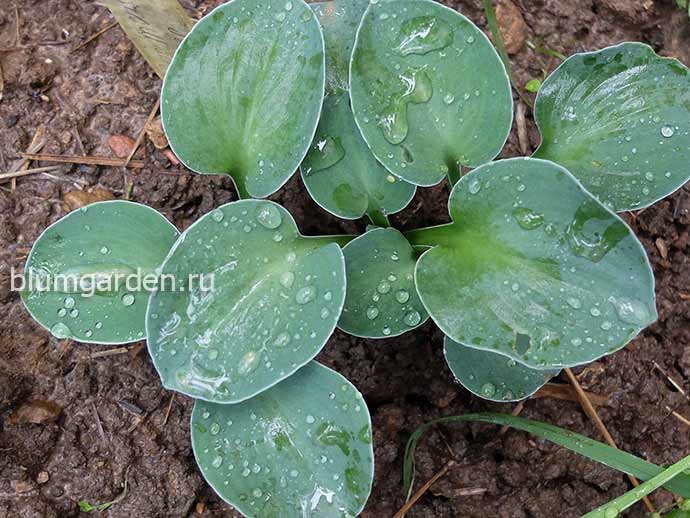 Hosta hybride 'Blue Mouse Ears ...