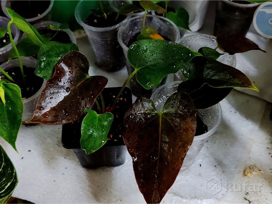 Anthurium delicata - Cowell's Garden Centre