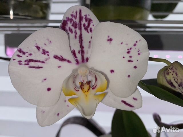 Phal. Miki Pink Leopard ...