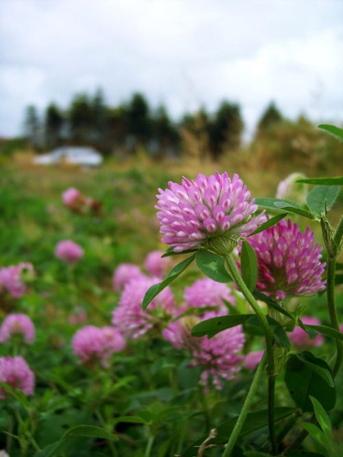 Клевер луговой — Trifolium pratense L.: фотография и описание