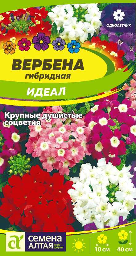 Вербена · Купить садовые цветы в Гродно· Питомник Зелёный слон