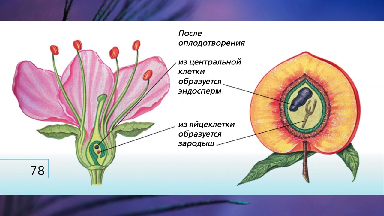 Репродуктивные органы растения (УМК Н.И.Сонин, 6 класс)