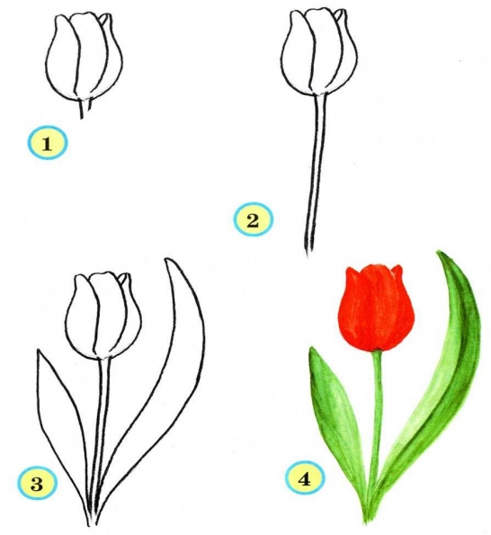 Как Нарисовать Цветок Тюльпана: векторные изображения и ...