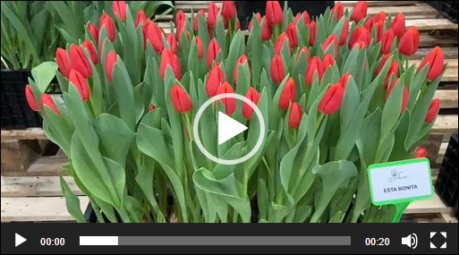 Tulips Esta Bonita 38cm | Wholesale ...