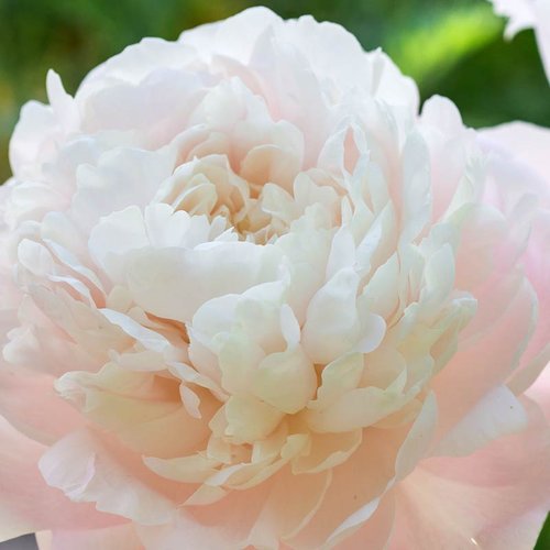 Peony alba hi-res stock photography and ...