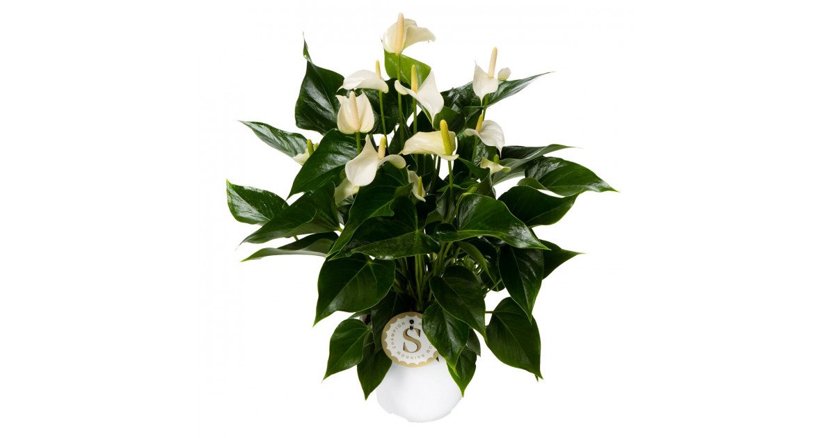 Anthurium White Champion - Blumen Strub