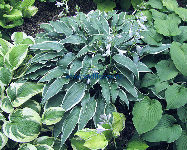 Хоста Грейт Эскейп Hosta Great Escape С2 Купить в СПб