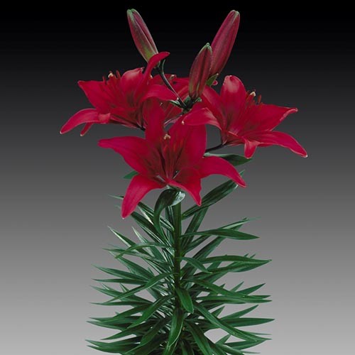 Pot lilium Tiny Diamond -Set of 4 bulbs - Urban Gardens