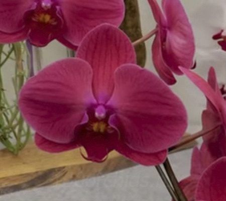 Орхидея Phal. Hybrid №368 big lip ...