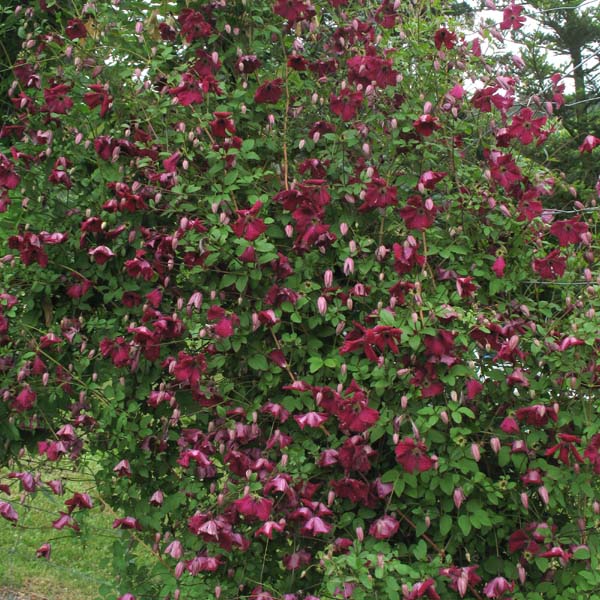 Clematis viticella Rubra - Clematis Westphal