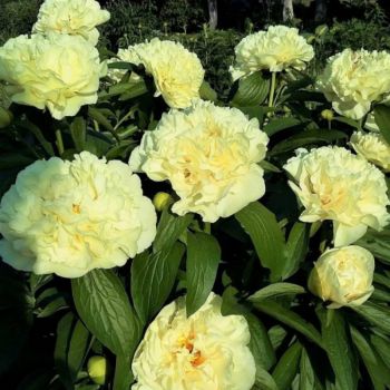 Paeonia Koningin Wilhelmina ...