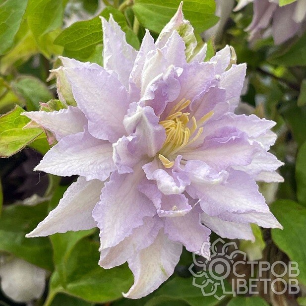 Новинки - Clematis - Źródło Dobrych Pnączy