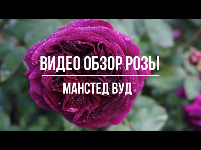 Роза Манстед вуд