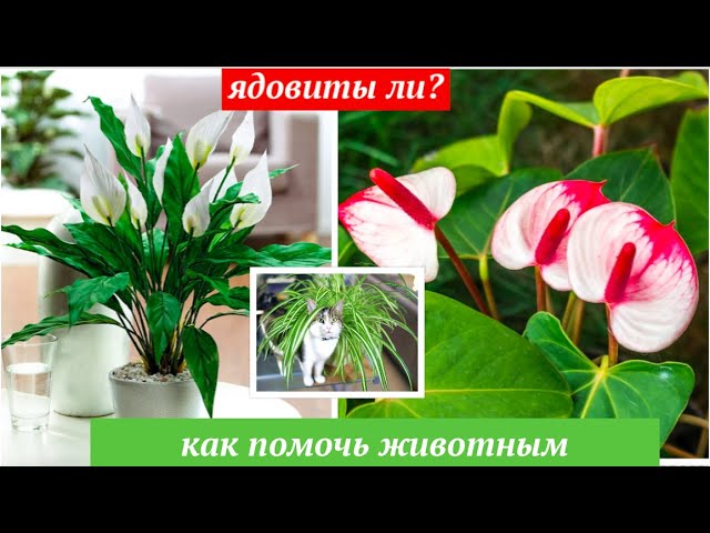 Стрелиция - цена, купить комнатный цветок Стрелиция в горшке ...