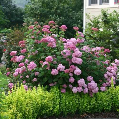 Pink Pincushion ...