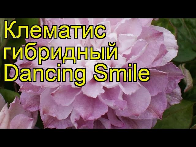 Клематис Дансинг Смайл купить саженец 1 ...