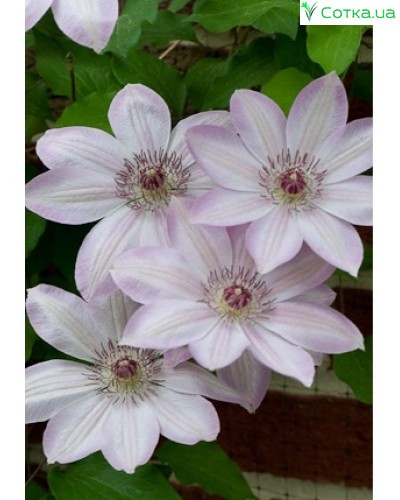 clematis – Susan Rushton