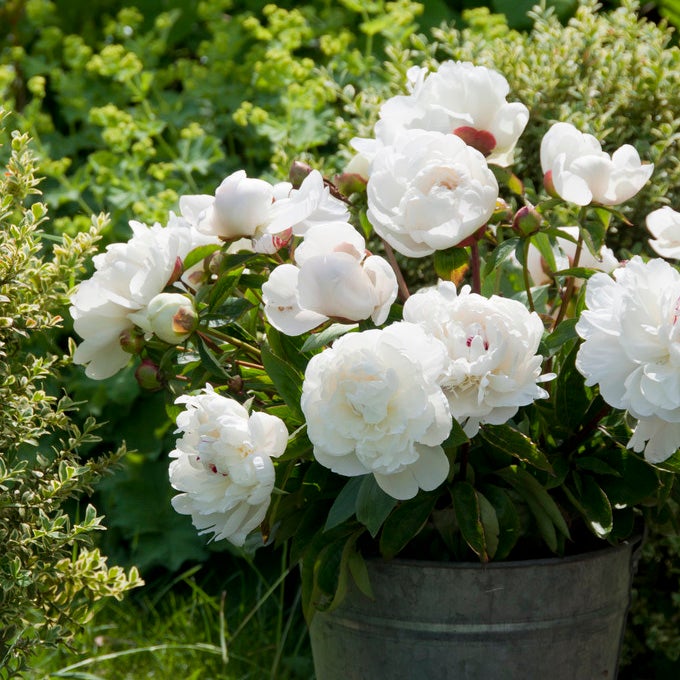 Peony Festiva maxima | John Scheepers Beauty from Bulbs