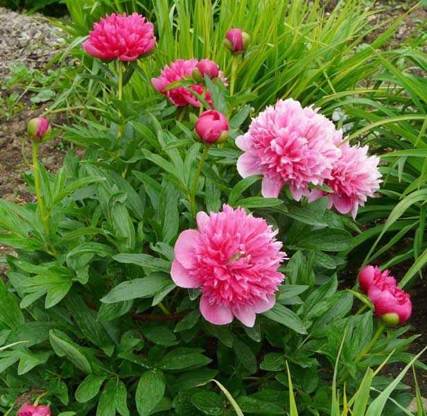 Paeonia Tenuifolia Rubra Plena (double) Пион Тонколистный ...