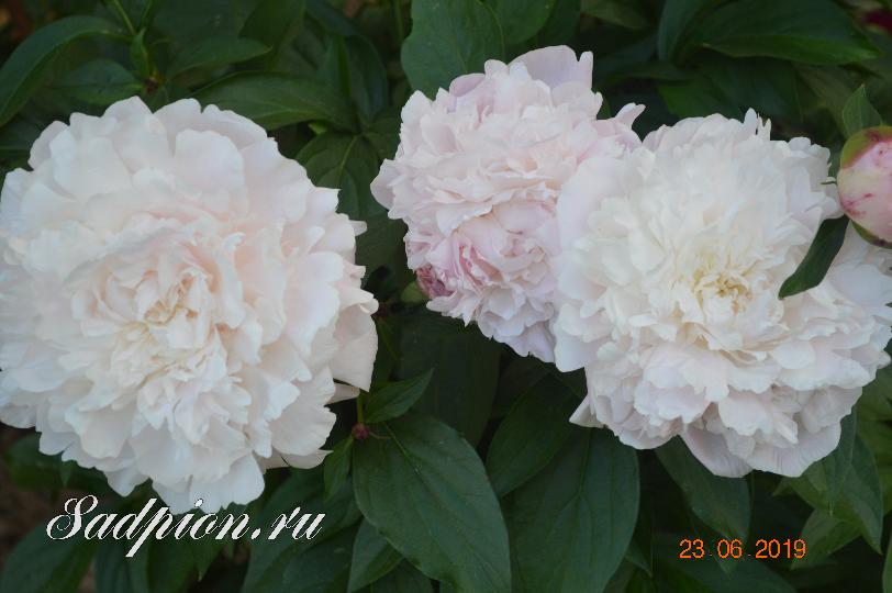 Paeonia Gardenia Пион Гардения